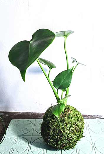 kokedama avec mousse et plante