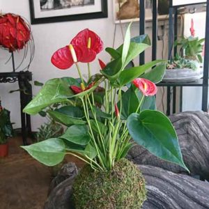 anthurium
