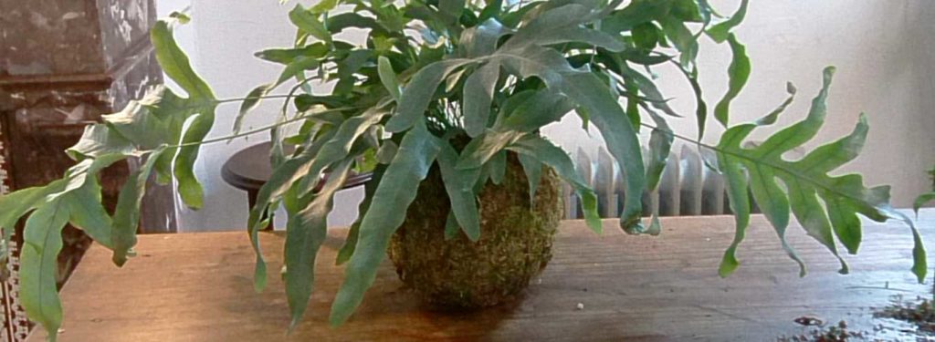 Conseils pour entretenir son kokedama