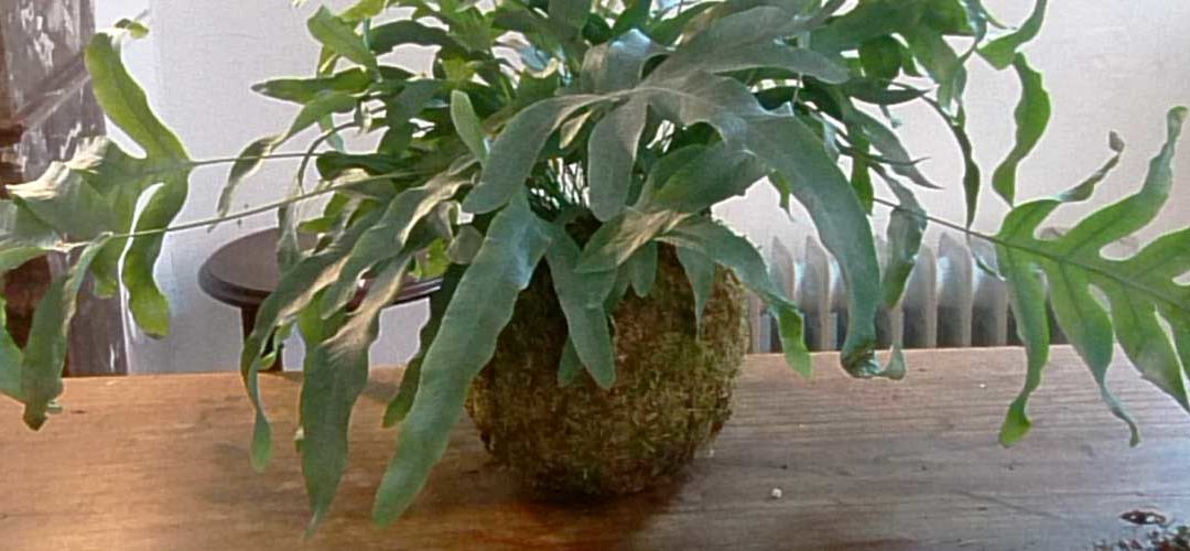 Accueillir son kokedama