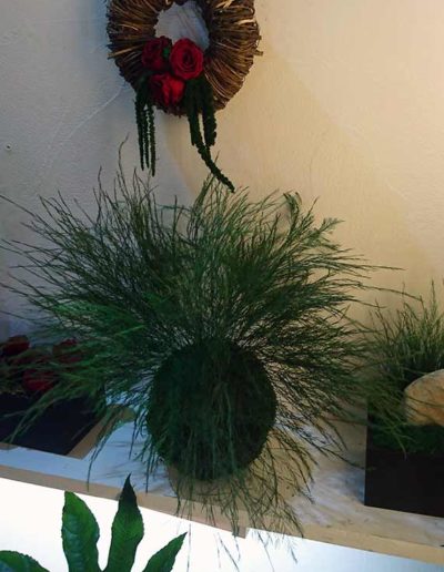 kokedama.stabilise asparagus plumosus