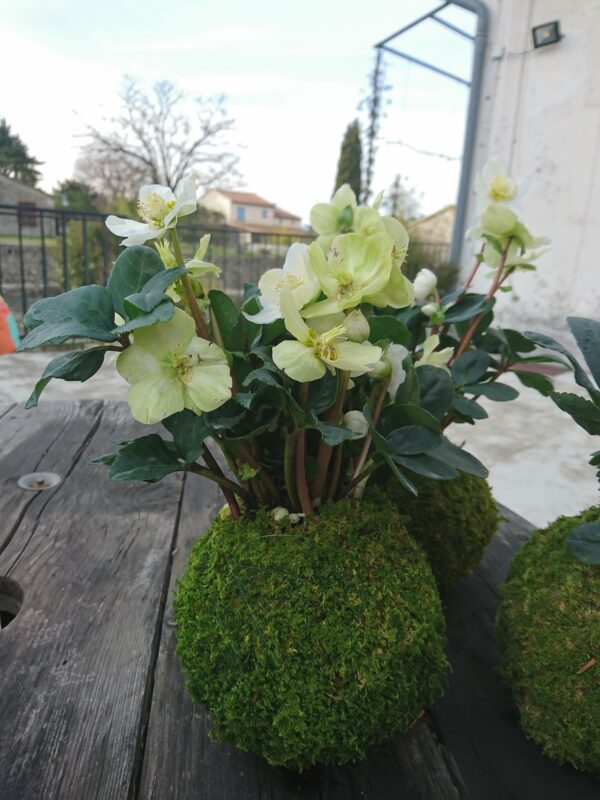 kokedama extérieur – Image 2