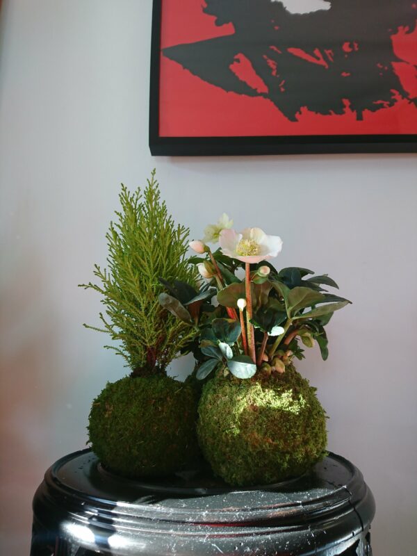 kokedama extérieur