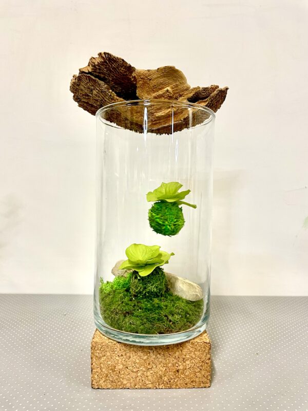kokedama suspendu – Image 3