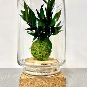 kokedama suspendu