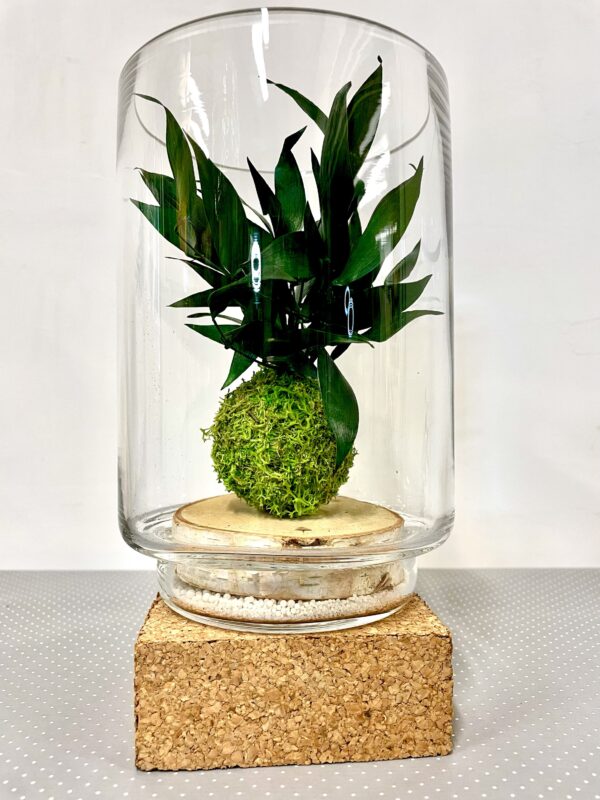 kokedama suspendu