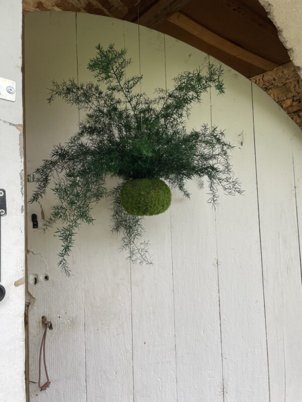 Kokedama stabilisé Asparagus sprengeri grand modèle suspendu – Image 2