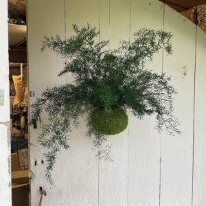 Kokedama stabilisé Asparagus sprengeri grand modèle suspendu