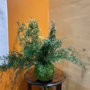 Kokedama stabilisé Asparagus