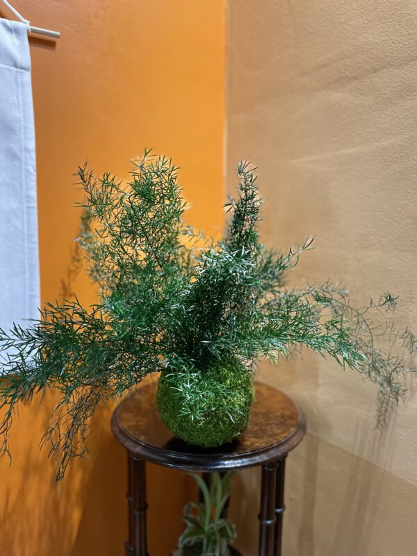 Kokedama stabilisé Asparagus