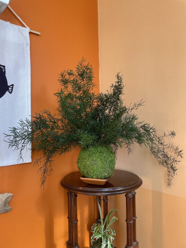 Kokedama stabilisé Asparagus – Image 2
