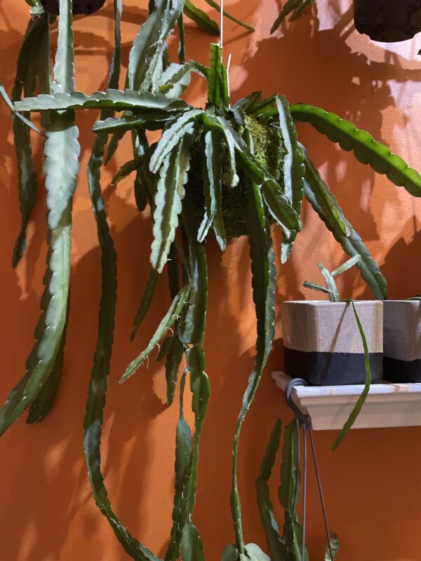 Kokedama suspendu 
Plante grasse – Image 2