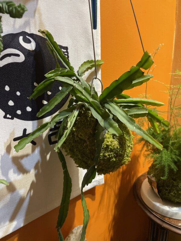 Kokedama suspendu 
Plante grasse