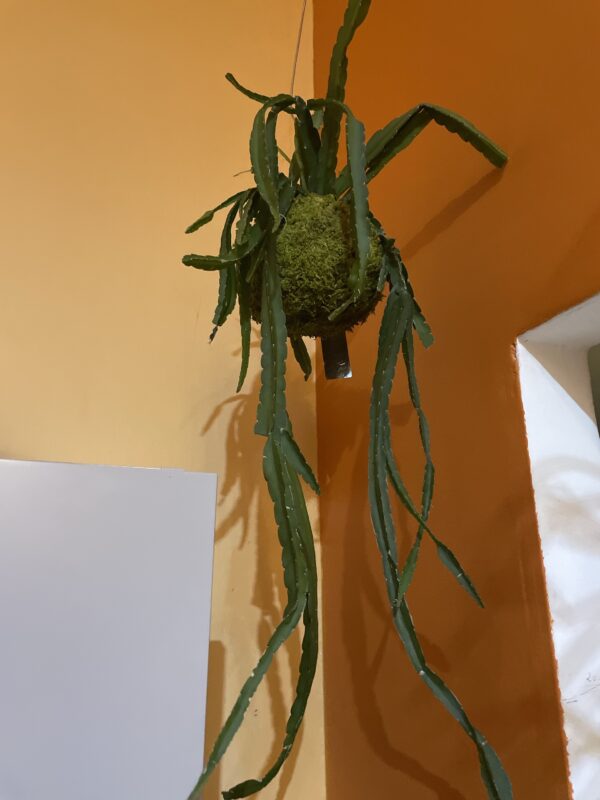 Kokedama suspendu 
Plante grasse – Image 3