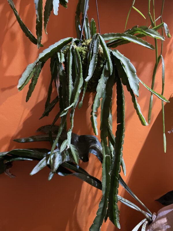 Kokedama suspendu 
Plante grasse – Image 4