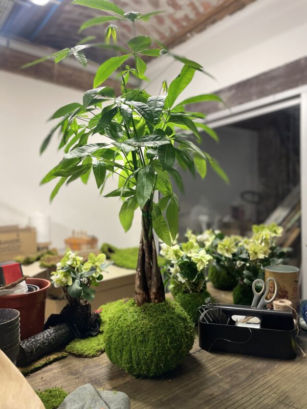 Kokedama Paquira