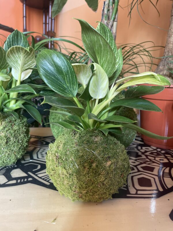 Kokedama Philodendron