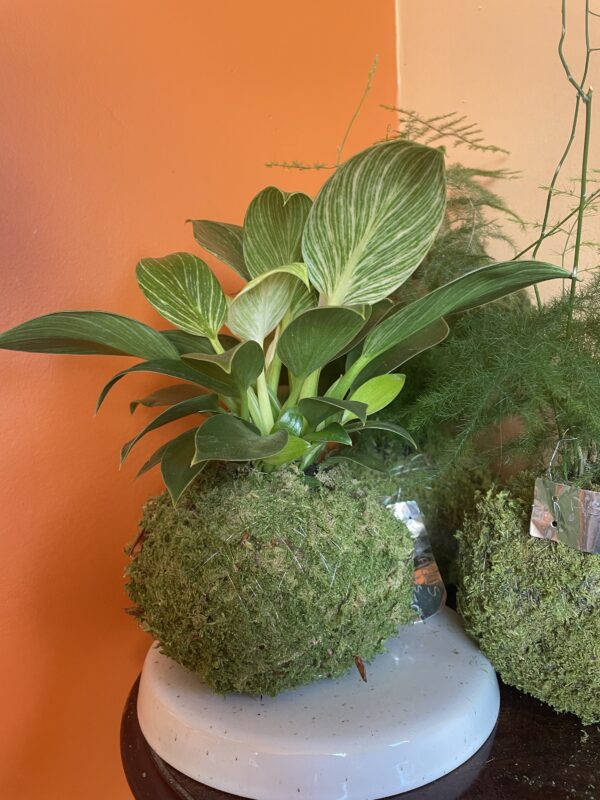 Kokedama Philodendron – Image 2