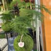 Kokedama vivant 
Asparagus plumosus – Image 3