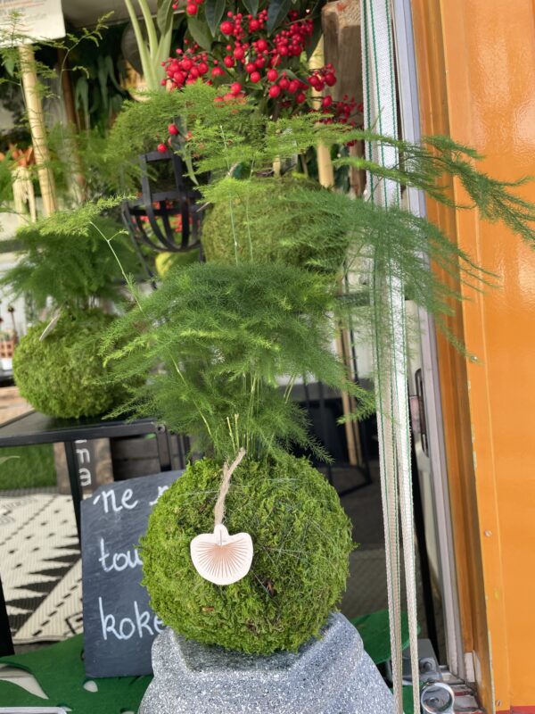 Kokedama vivant 
Asparagus plumosus – Image 3