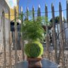 Kokedama vivant 
Asparagus plumosus – Image 2