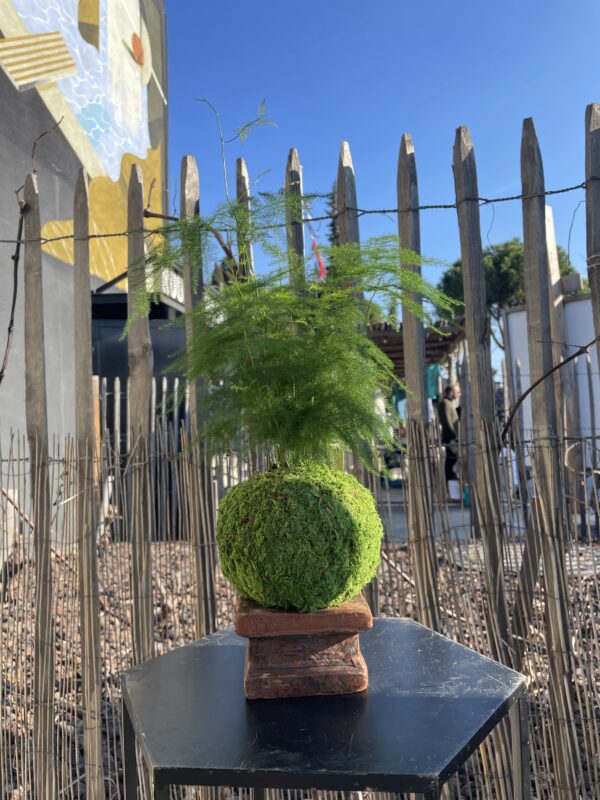 Kokedama vivant 
Asparagus plumosus – Image 2