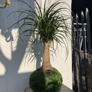 Beaucarnea recurvata