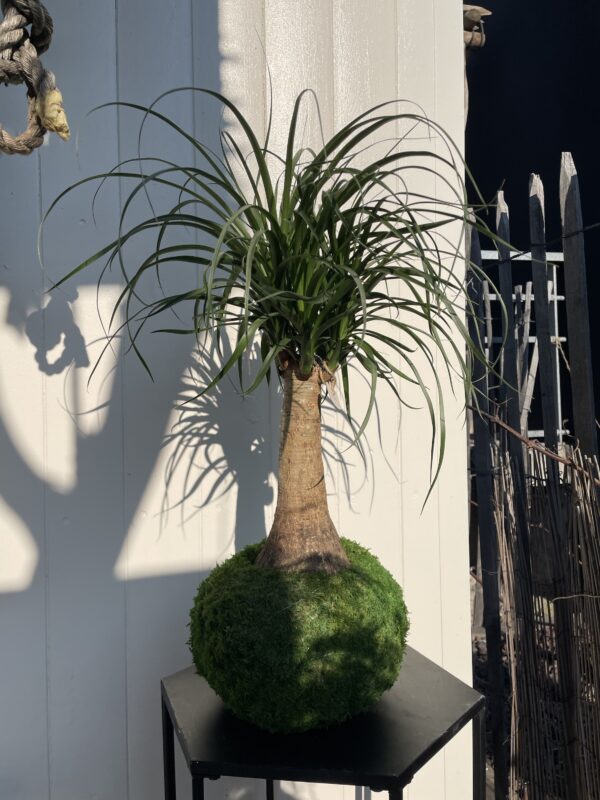 Beaucarnea recurvata