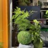 Kokedama vivant 
Asparagus plumosus