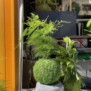 Kokedama vivant 
Asparagus plumosus