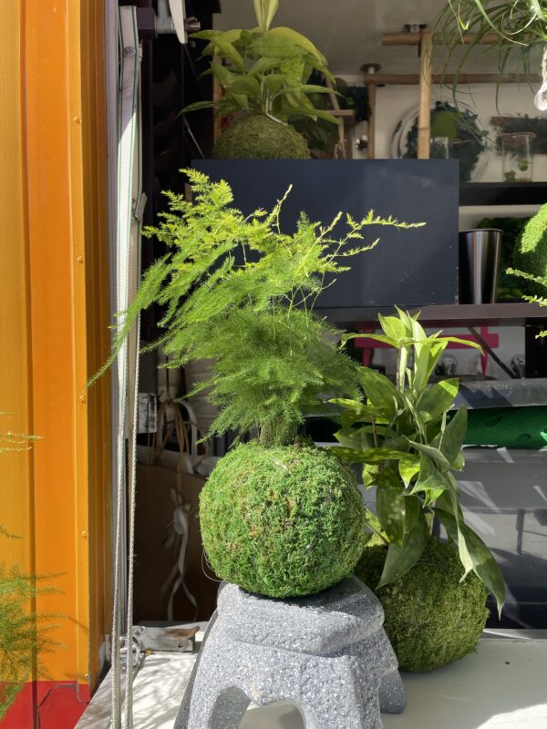 Kokedama vivant 
Asparagus plumosus