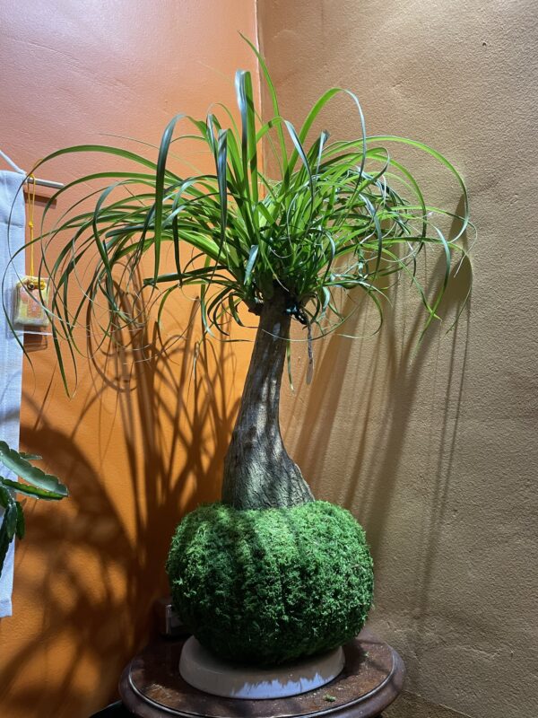Beaucarnea recurvata – Image 2