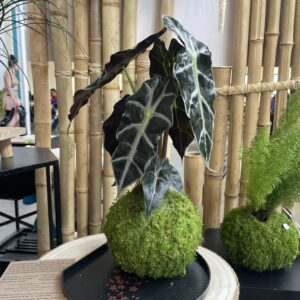 Alocasia Polly