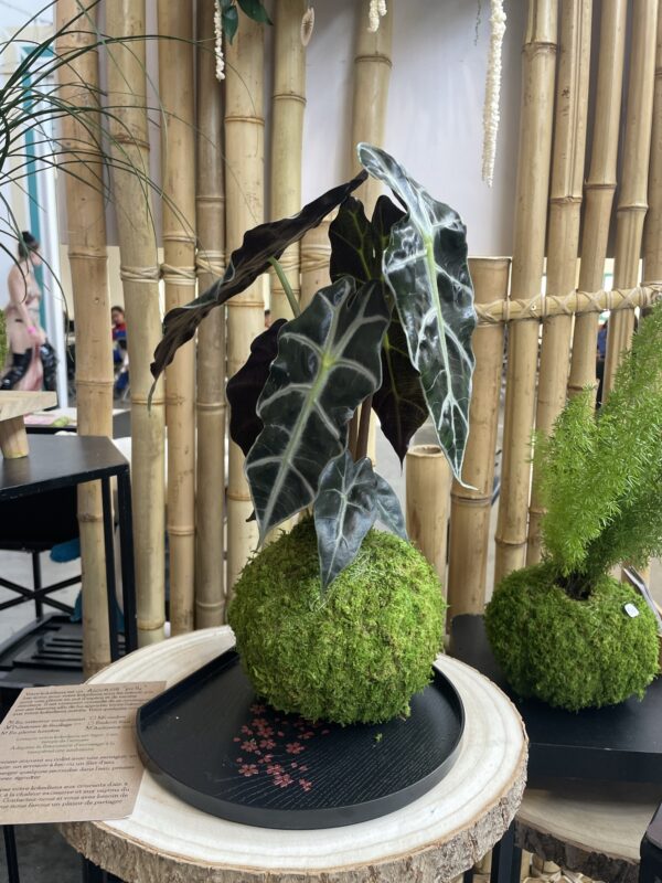 Alocasia Polly