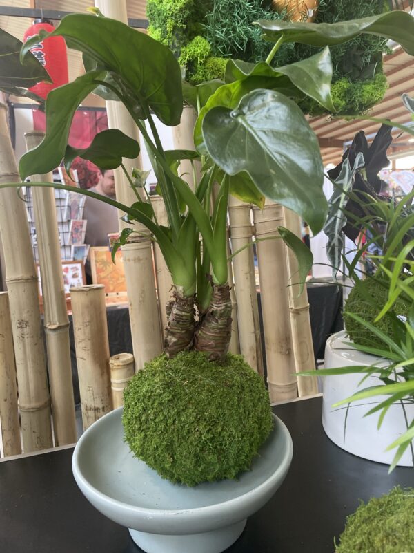 Alocasia cucullata – Image 3