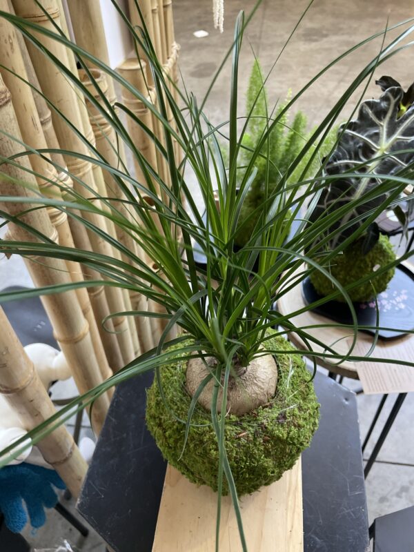 Mini Beaucarnea – Image 2