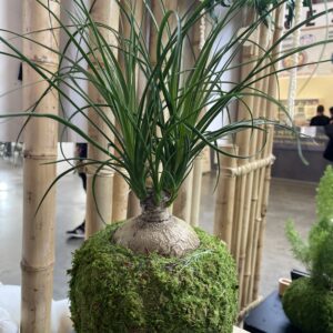 Mini Beaucarnea