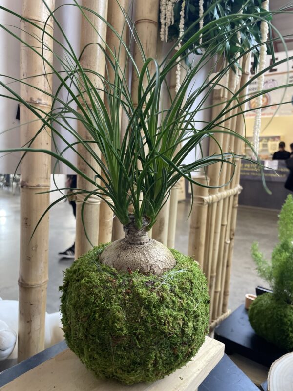 Mini Beaucarnea