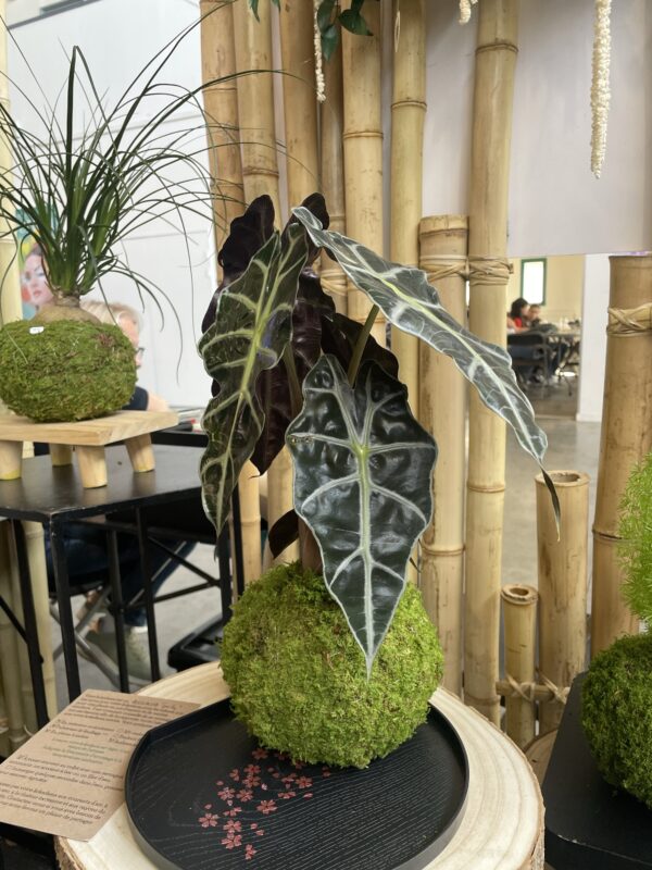 Alocasia Polly – Image 2
