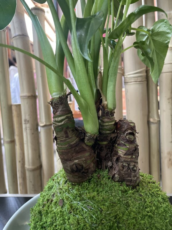 Alocasia cucullata – Image 2