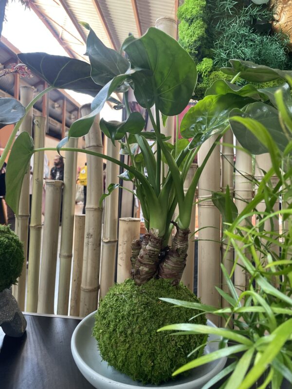 Alocasia cucullata