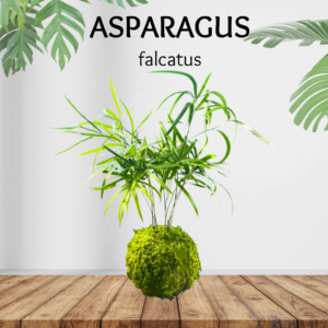Asparagus falcatus