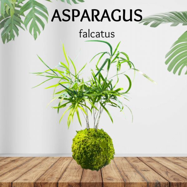 Asparagus falcatus