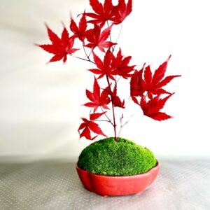 Érable miniature
