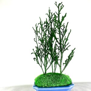 Forêt miniature
