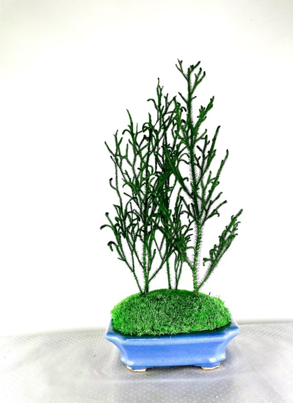 Forêt miniature
