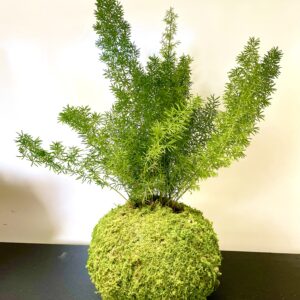 Asparagus Myers