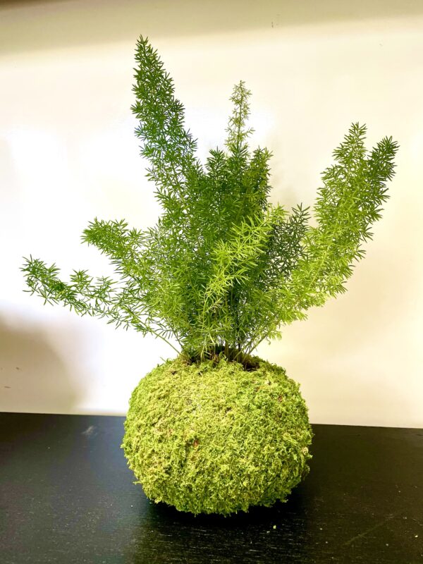 Asparagus Myers