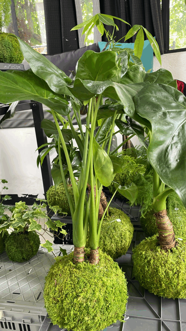 Kokedama Alocasia – Image 4