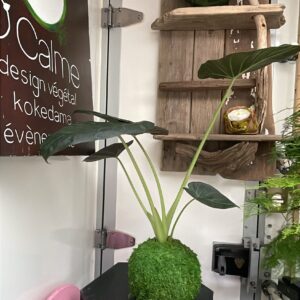 Kokedama Alocasia